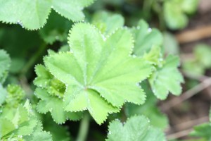 Alchemilla