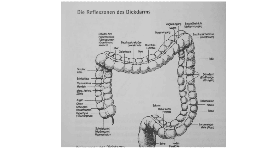 Reflexzonen des Dickdarms